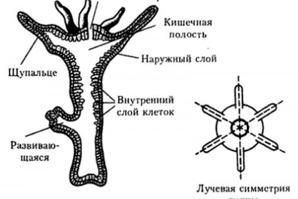 Как зайти на кракен через тор